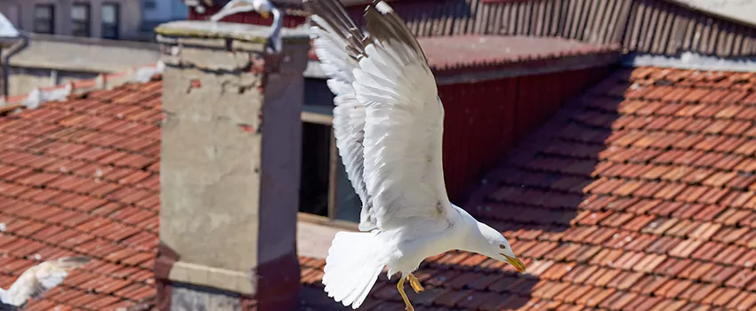 Residential Chimney Animal Removal Solution in Lehi, UT