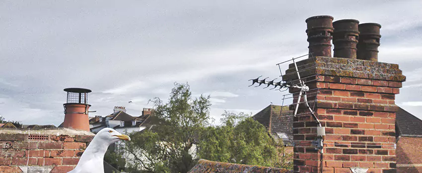 Chimney Cleaning And Restoration in Lehi, Utah